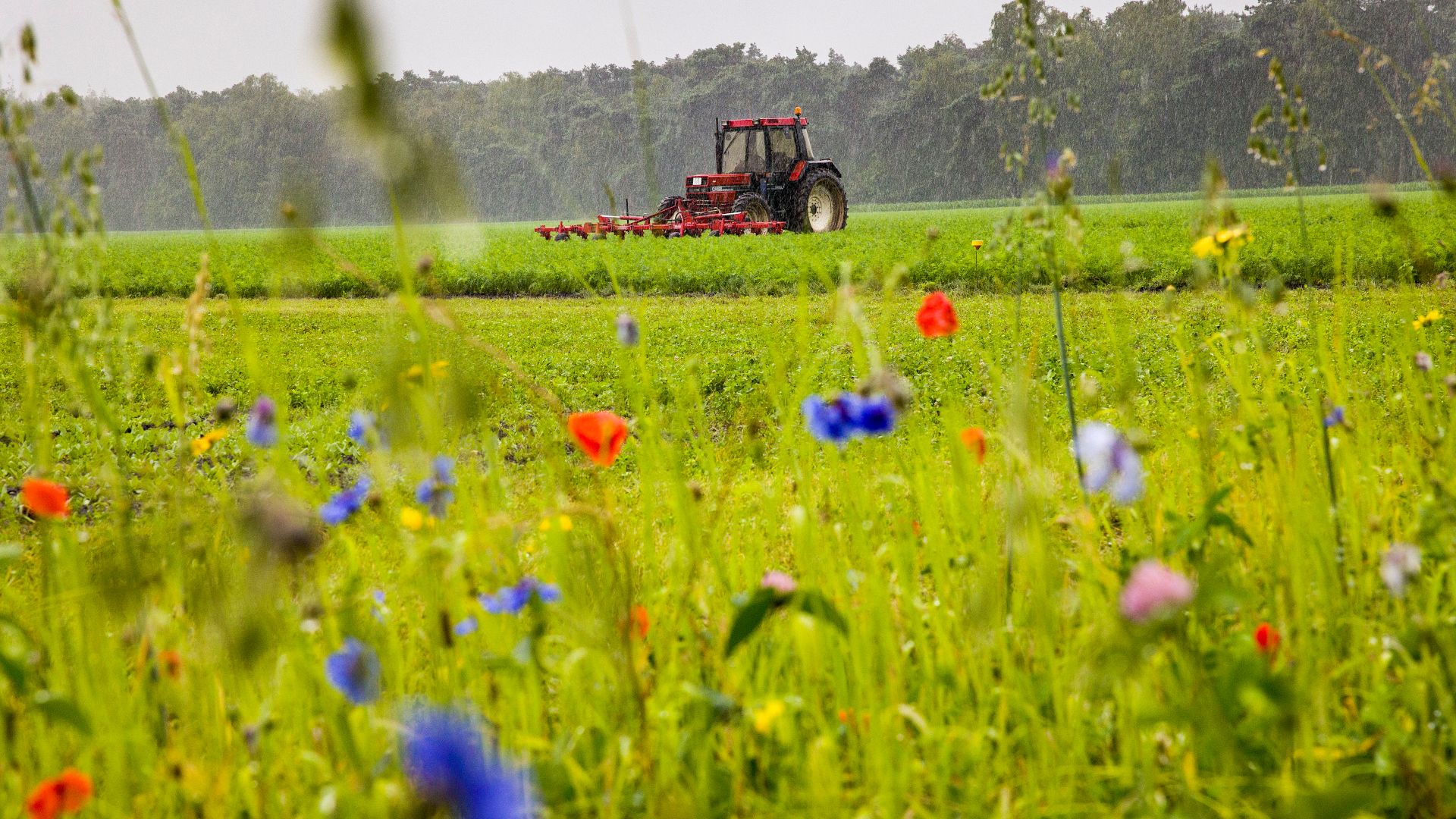Langs het wortelveld zijn wilde bloemranden geplant, om de biodiversiteit op en rondom het veld te vergroten.
