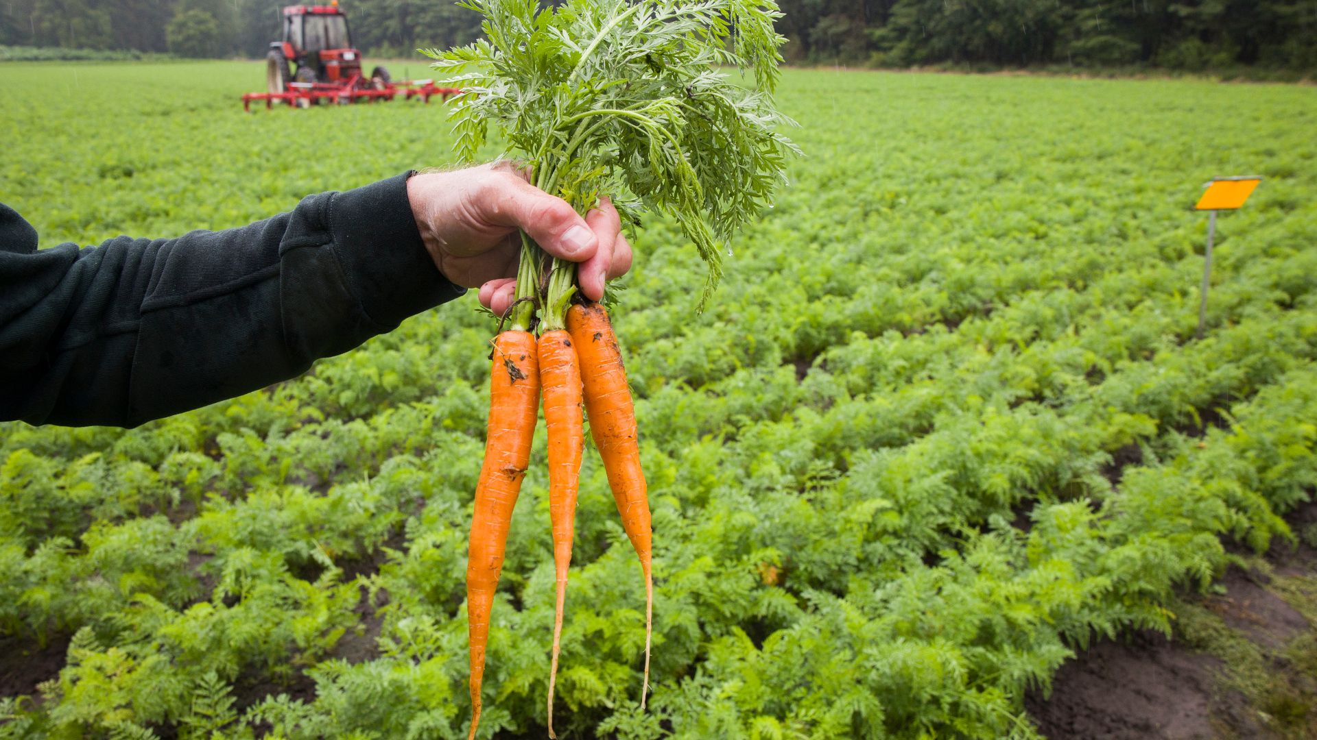De vier samenwerkende partijen uit Het Wortel Collectief, Unilever, Jumbo, Ardo, en Agrifirm poseren met de wortelen die voortkomen uit regeneratieve landbouw praktijken.