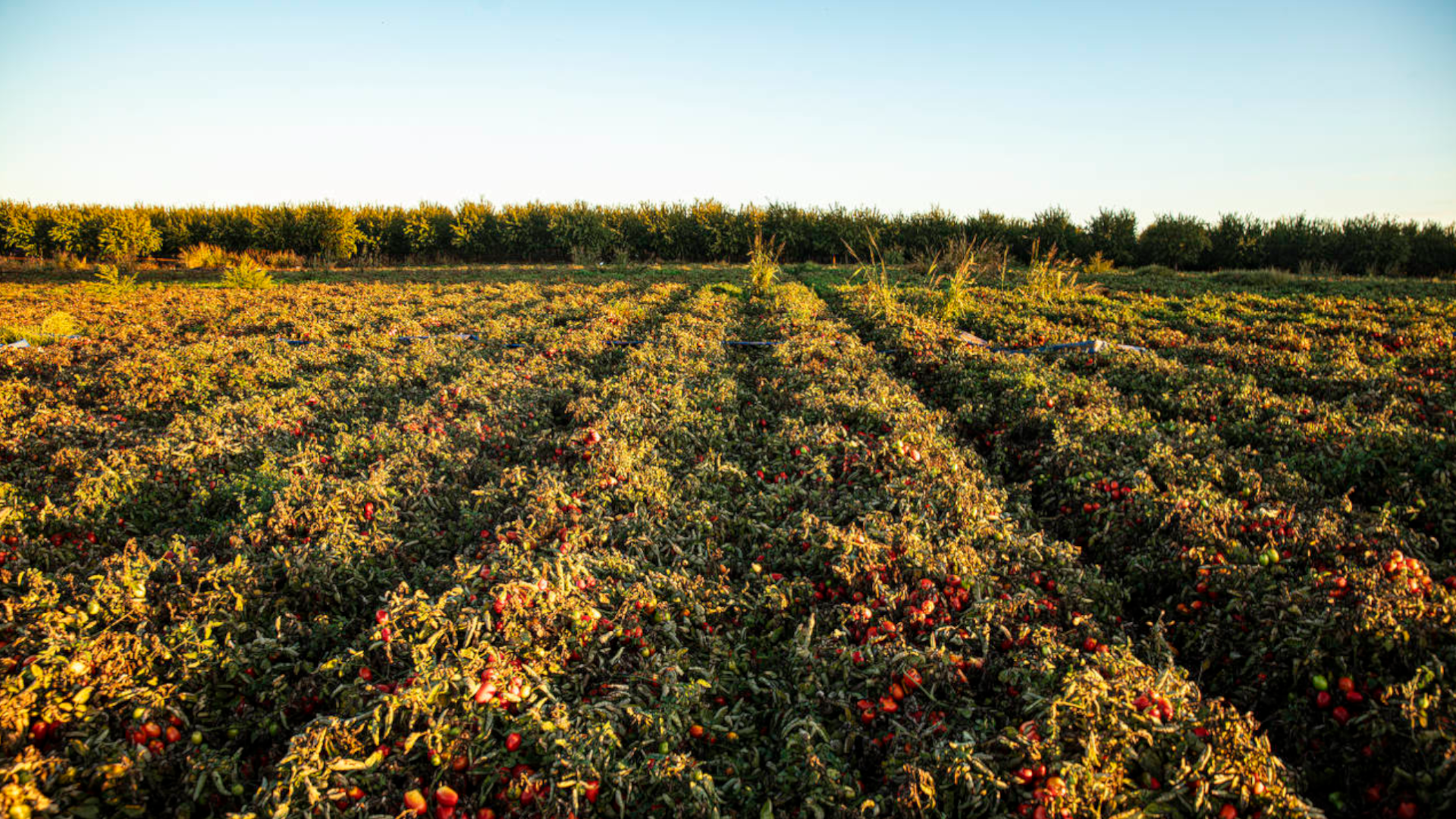 Een veld met tomatengewassen in rijen