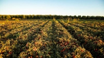 Een veld met tomatengewassen in rijen